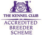 KC Accredited breeder